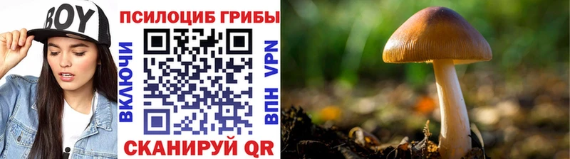 Галлюциногенные грибы Psilocybine cubensis  Шилка 